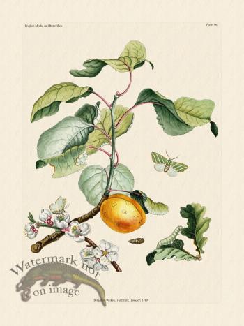 Wilkes Butterflies 096